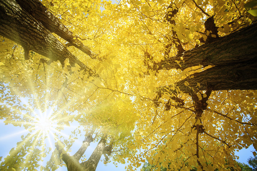 ginkgo biloba a jeho účinky